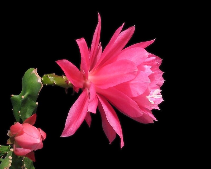 Pink cactus flower bloom