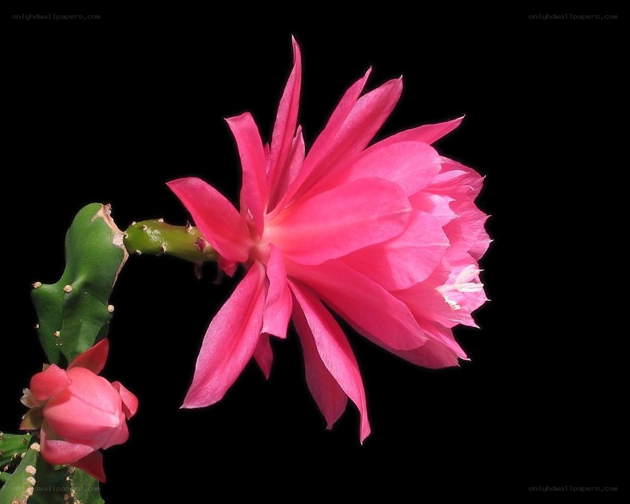 Pink cactus flower bloom