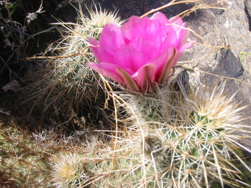 Pink cactus flower blooming