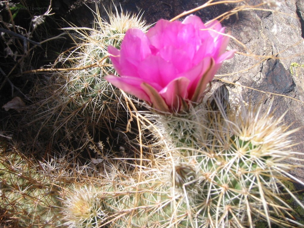 Pink cactus flower blooming
