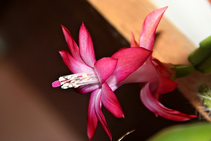 Pink Cactus Flower — Calm, Photograph, Green Stem