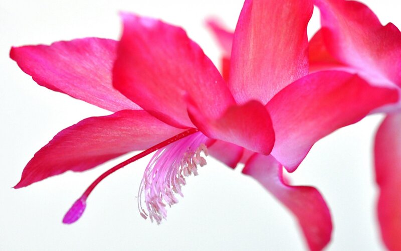 Pink Cactus Flower — Calm, Photograph, Petals