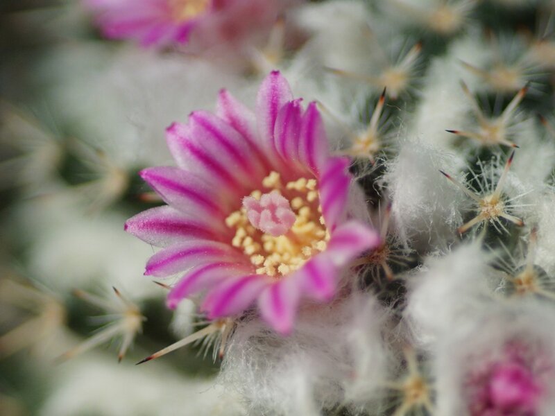 Pink Cactus Flower — Calm, Photograph, Spines