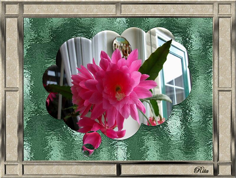 Pink Cactus Flower — Calm, Photograph