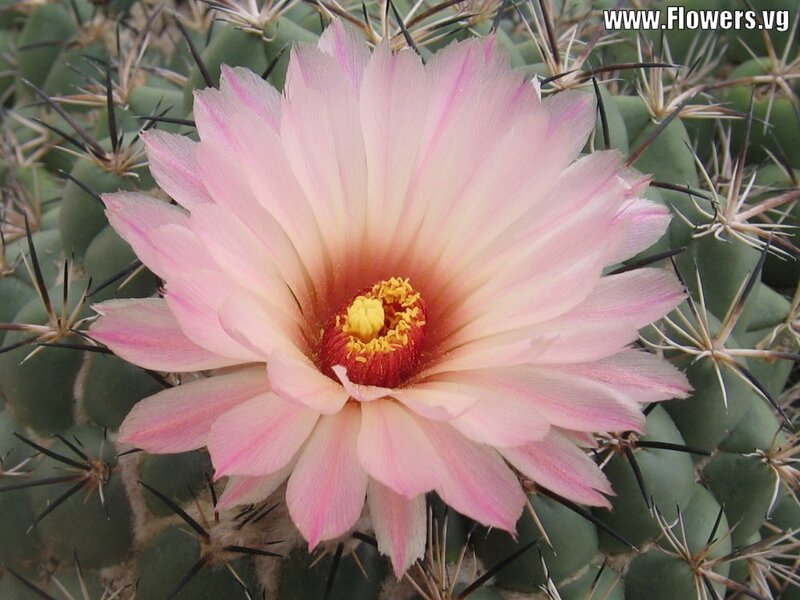 Pink Cactus Flower — Calm