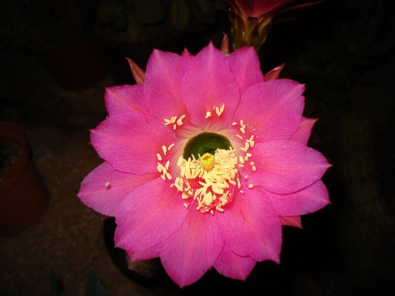 Pink Cactus Flower — Dramatic, Night