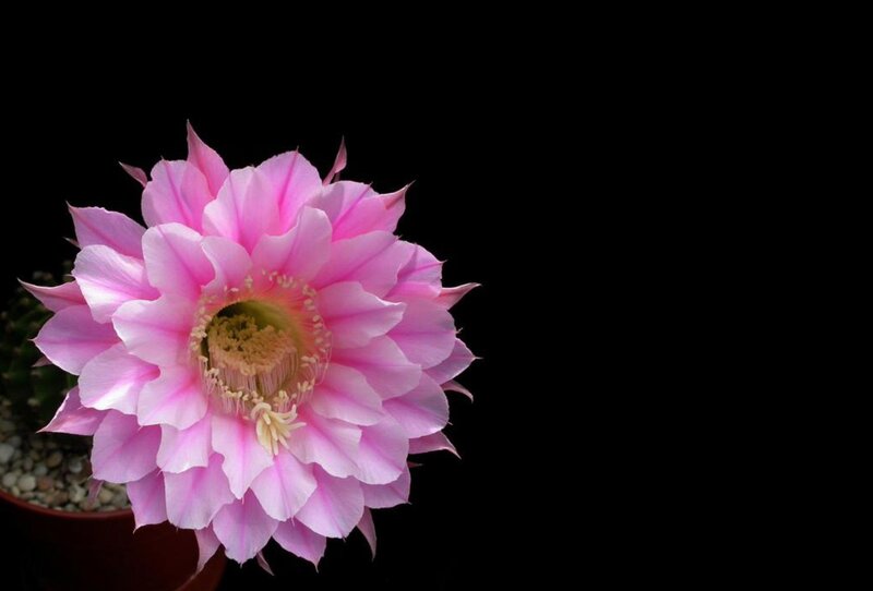 Pink Cactus Flower — Dramatic, Photograph, Pot