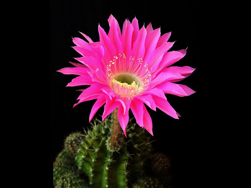 Pink Cactus Flower — Dramatic, Photograph, Spines