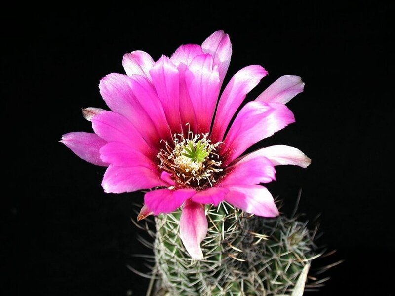 Pink Cactus Flower — Dramatic, Photograph
