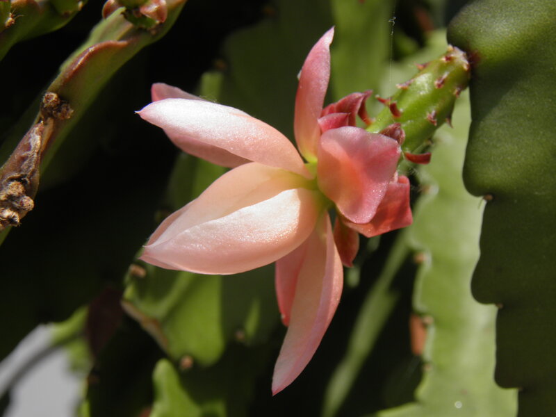Pink Cactus Flower — Green