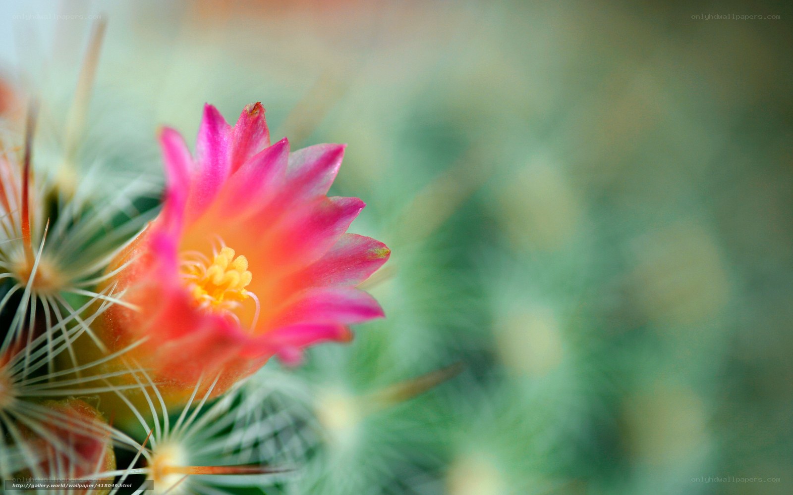 Pink cactus flower in bloom