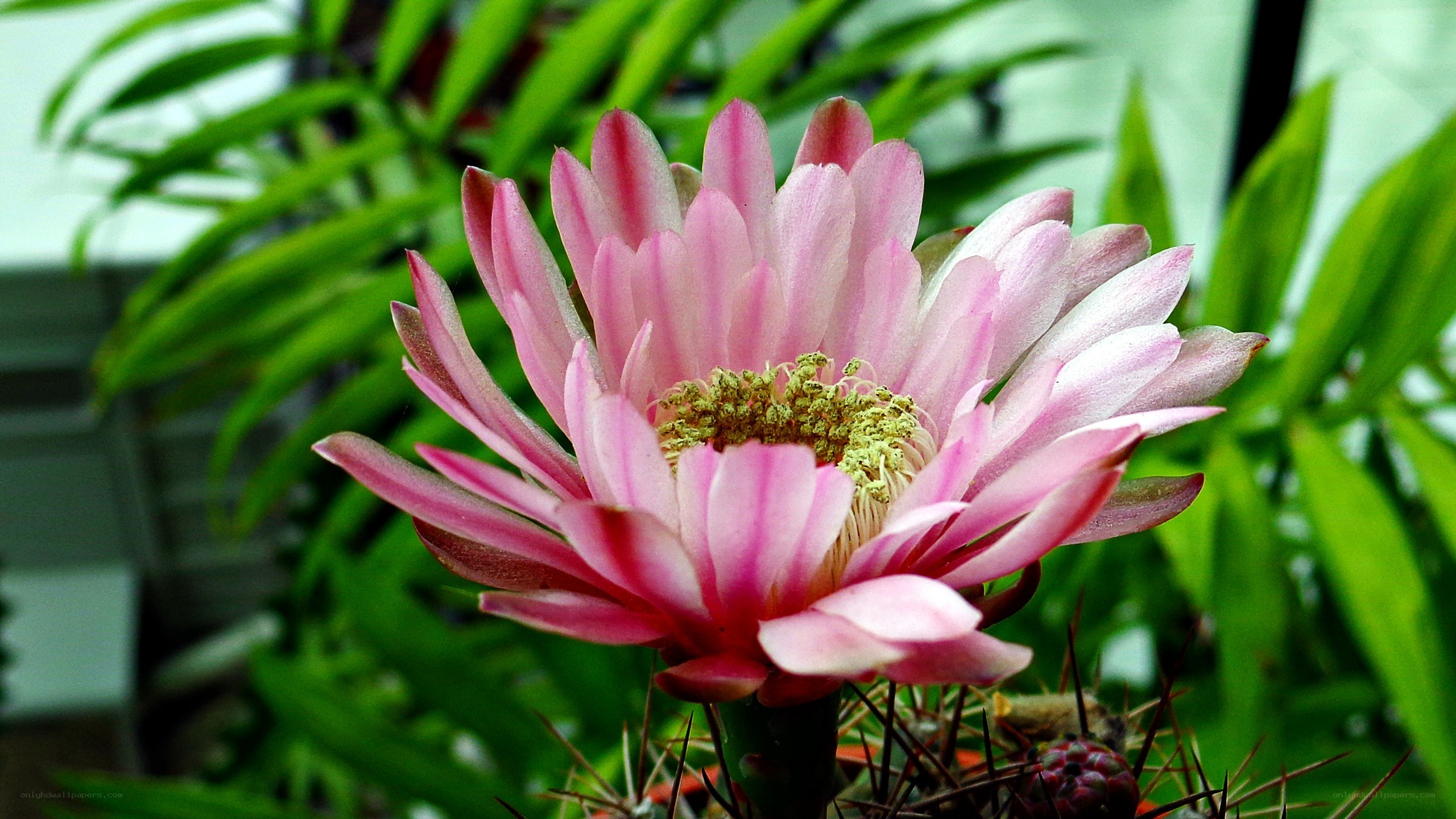 pink cactus flower in bloom