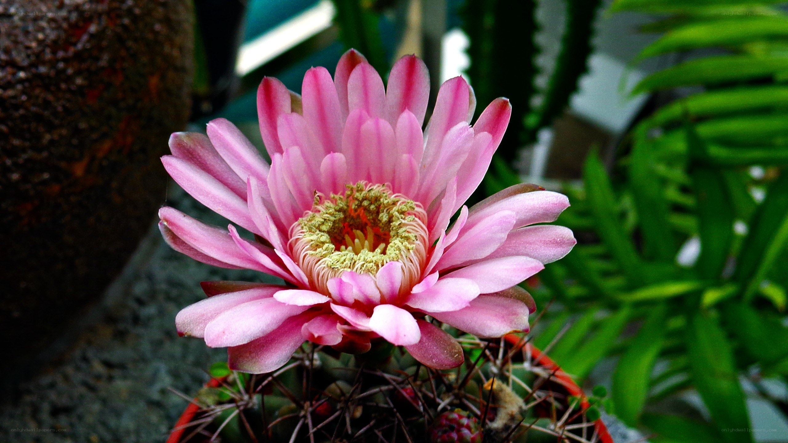 Pink cactus flower in bloom