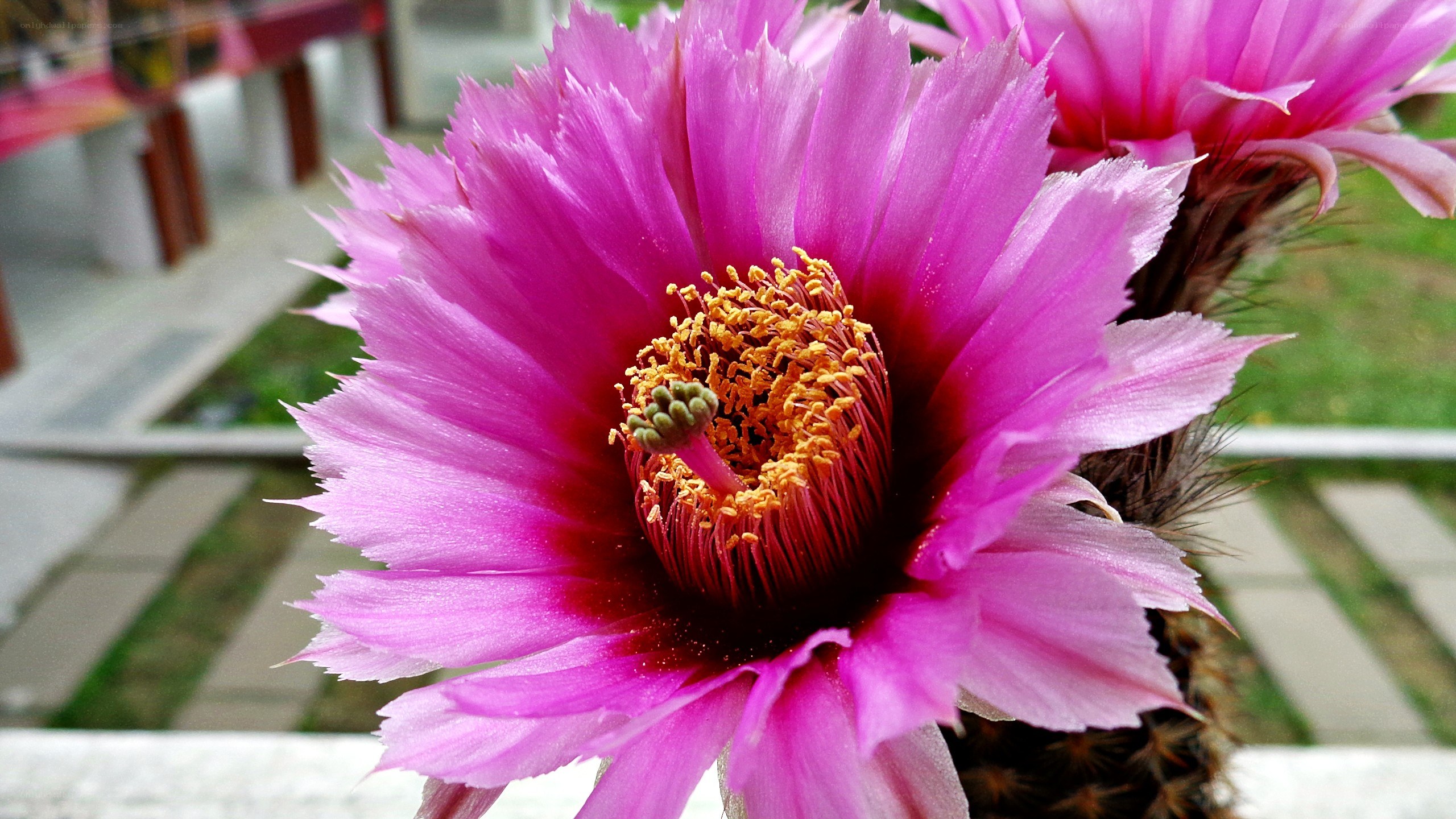 Pink cactus flower in bloom