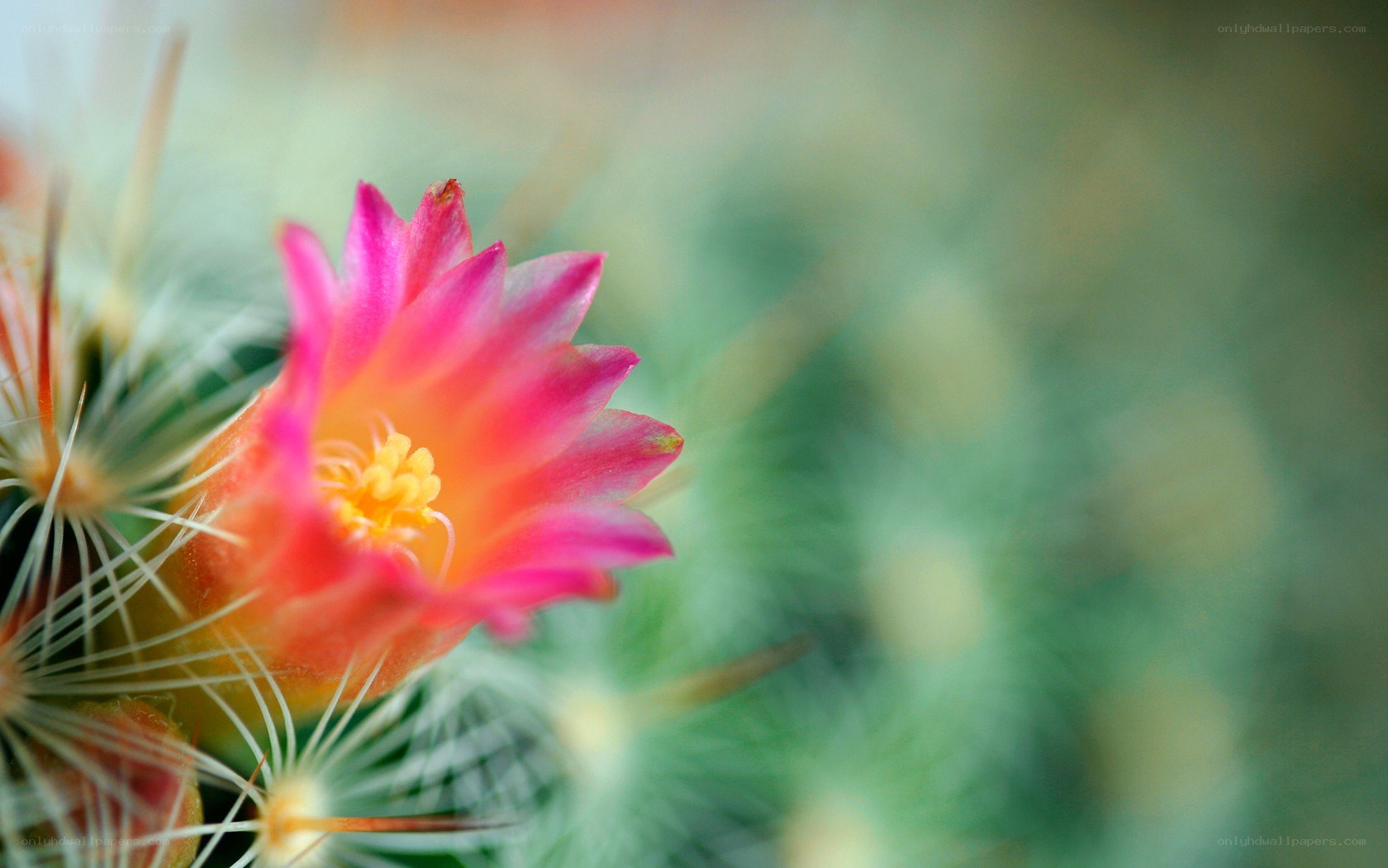 Pink cactus flower in bloom