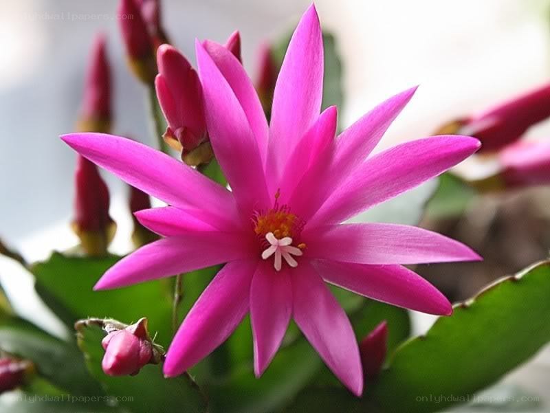 pink cactus flower in bloom