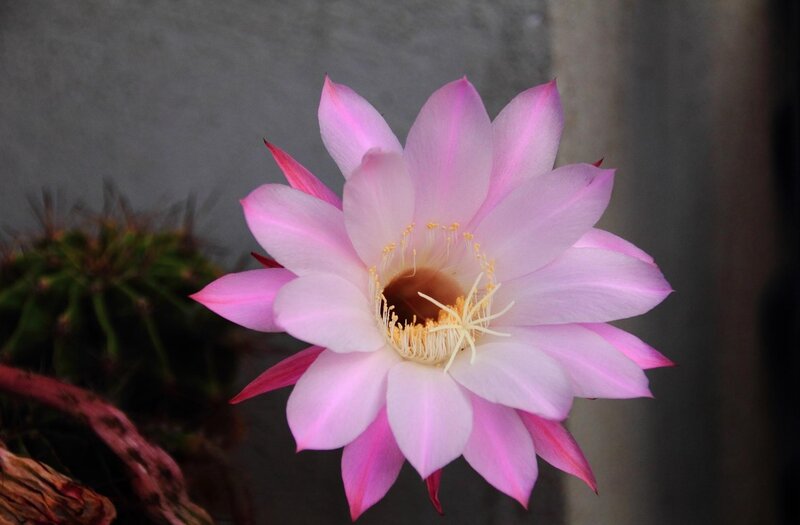 Pink cactus flower in bloom