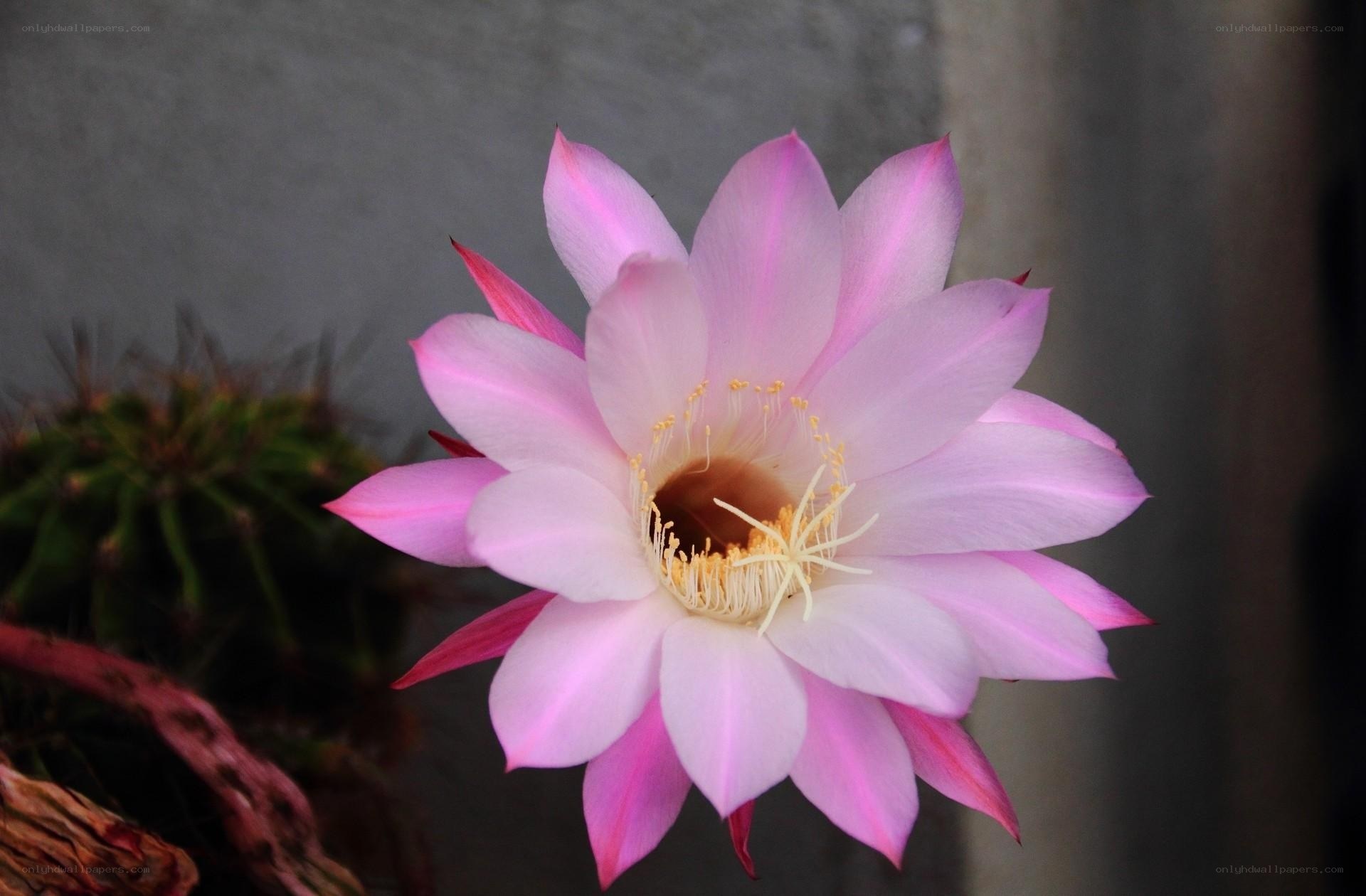 Pink cactus flower in bloom