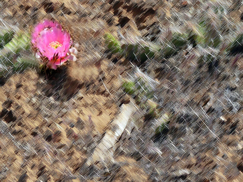 Pink cactus flower in desert