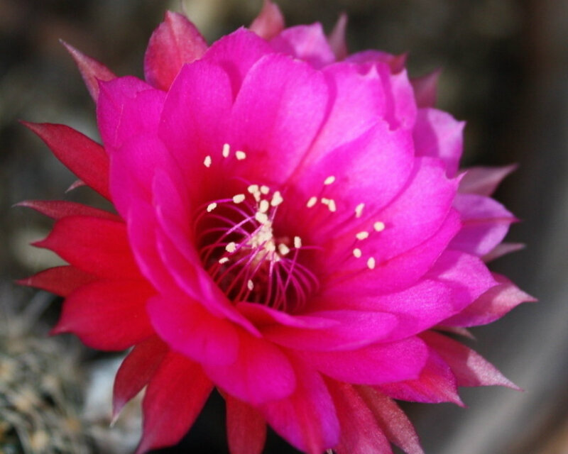 Pink Cactus Flower — Magenta
