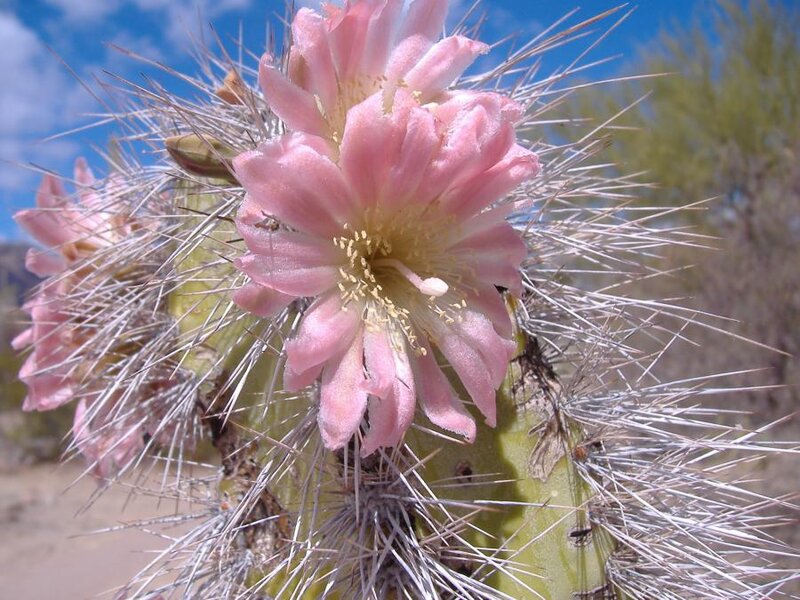 Pink Cactus Flower — Natural, Afternoon