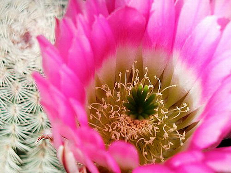 Pink Cactus Flower — Natural