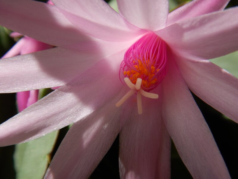 Pink Cactus Flower — Serene, Afternoon, Photograph