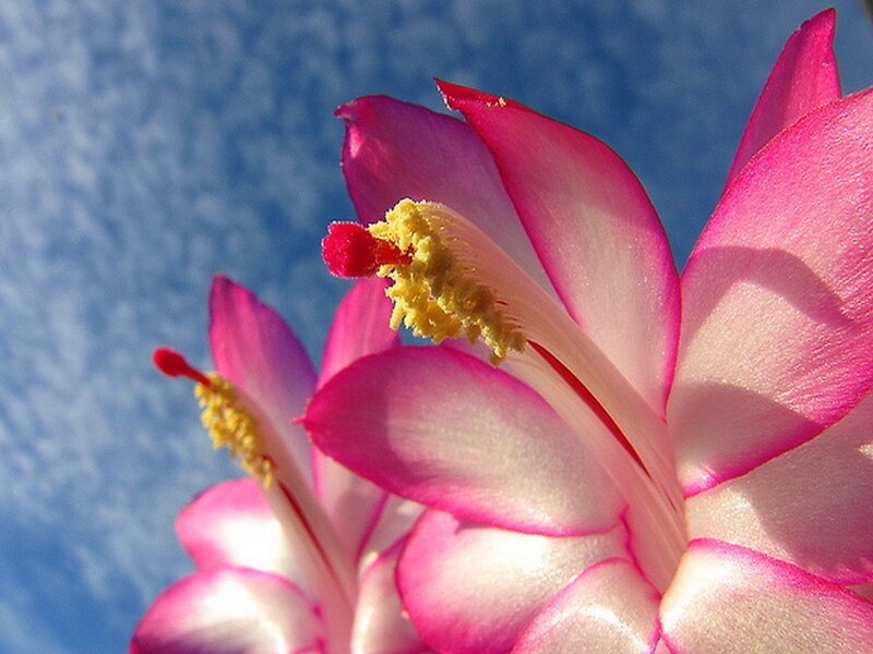 Pink Cactus Flower — Serene, Afternoon