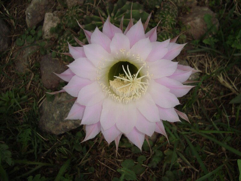 Pink Cactus Flower — Serene, Photograph, Grass