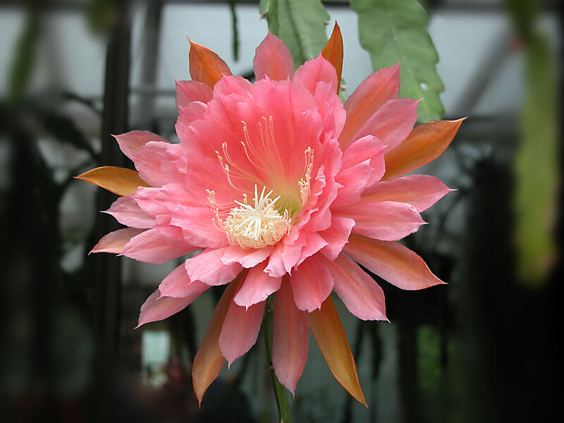 Pink Cactus Flower — Serene, Photograph, Petals