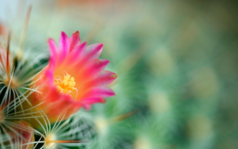 Pink Cactus Flower — Serene, Photograph, Spines
