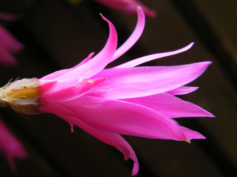 Pink Cactus Flower — Serene, Photograph