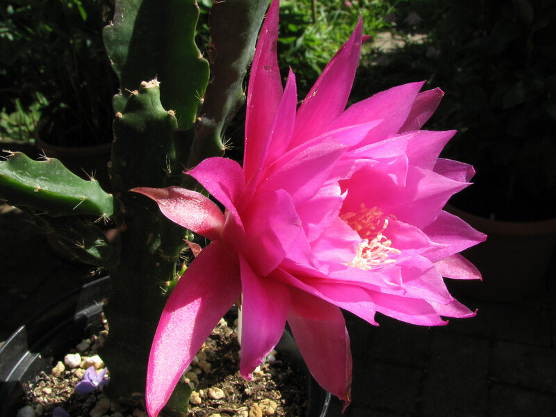 Pink Cactus Flower — Serene