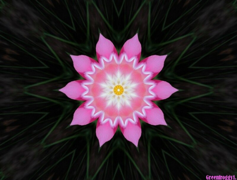 Pink Cactus Flower — Symmetrical