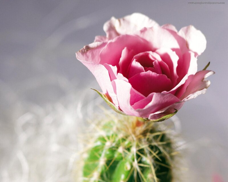 Pink Cactus Flower