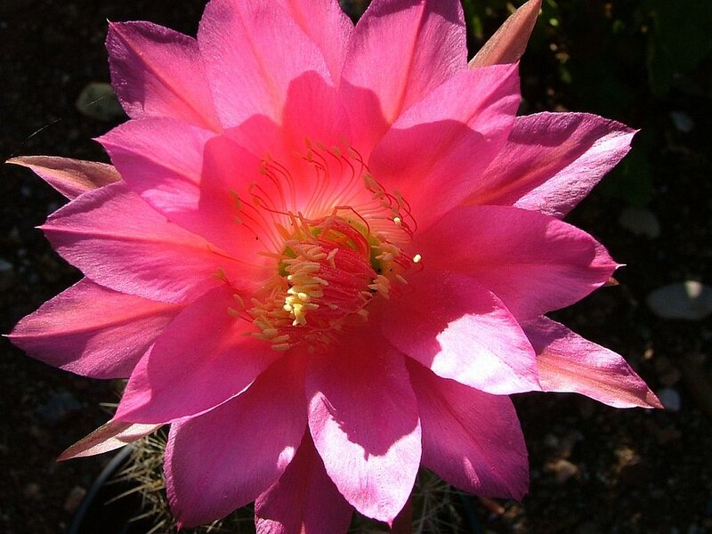 Pink Cactus Flower — Vibrant, Afternoon