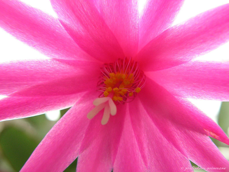 Pink Cactus Flower — Vibrant, Photograph, Petals, Stamen