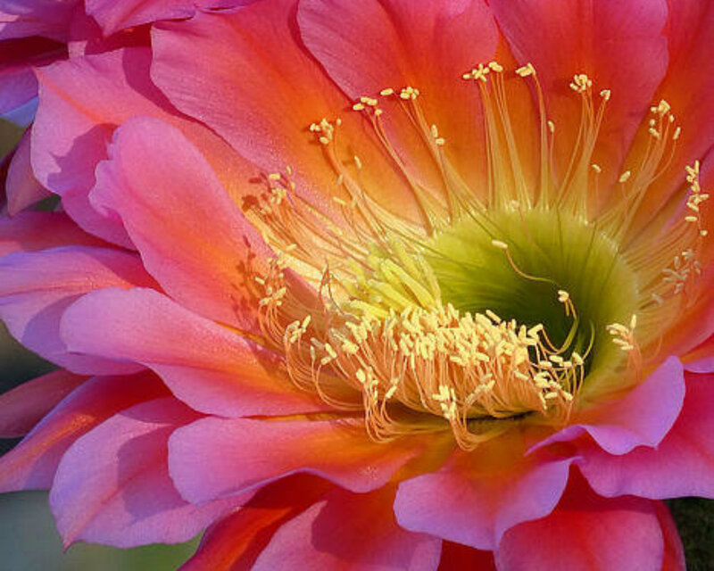 Pink Cactus Flower — Vibrant, Photograph, Petals
