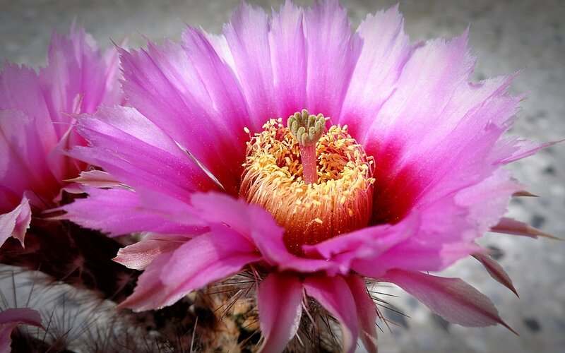 Pink Cactus Flower — Vibrant, Photograph, Spines