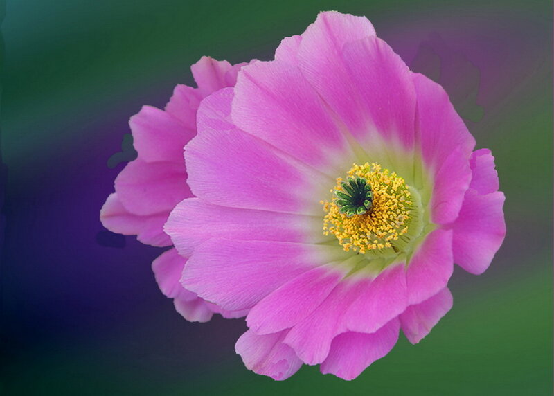 Pink Cactus Flower — Vibrant