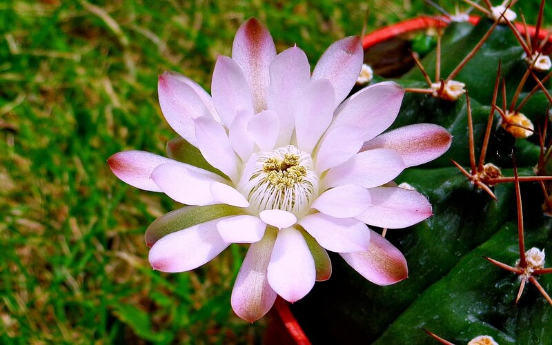 Pink Cactus Flower — White