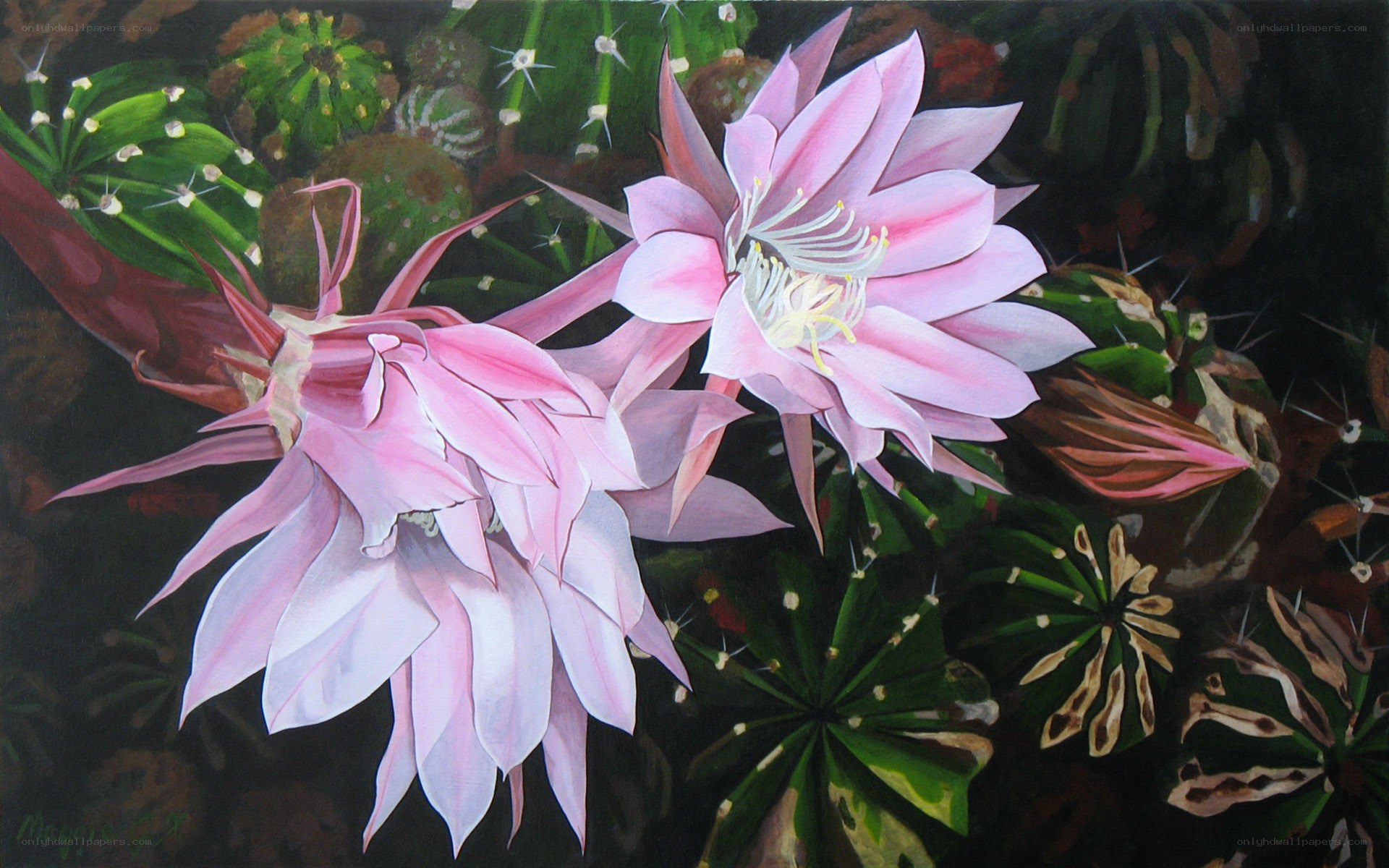 Pink cactus flowers blooming