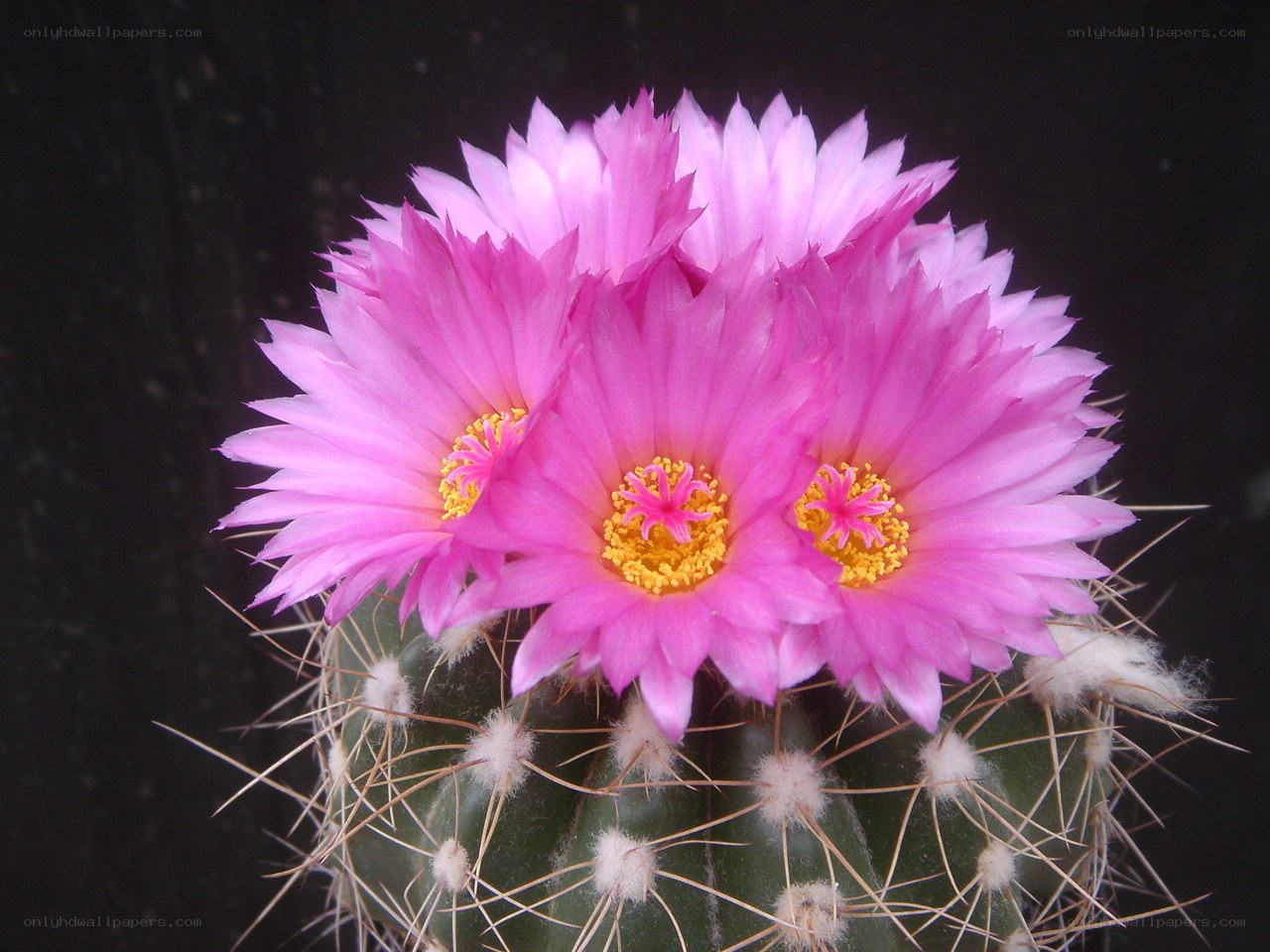 Pink cactus flowers blooming