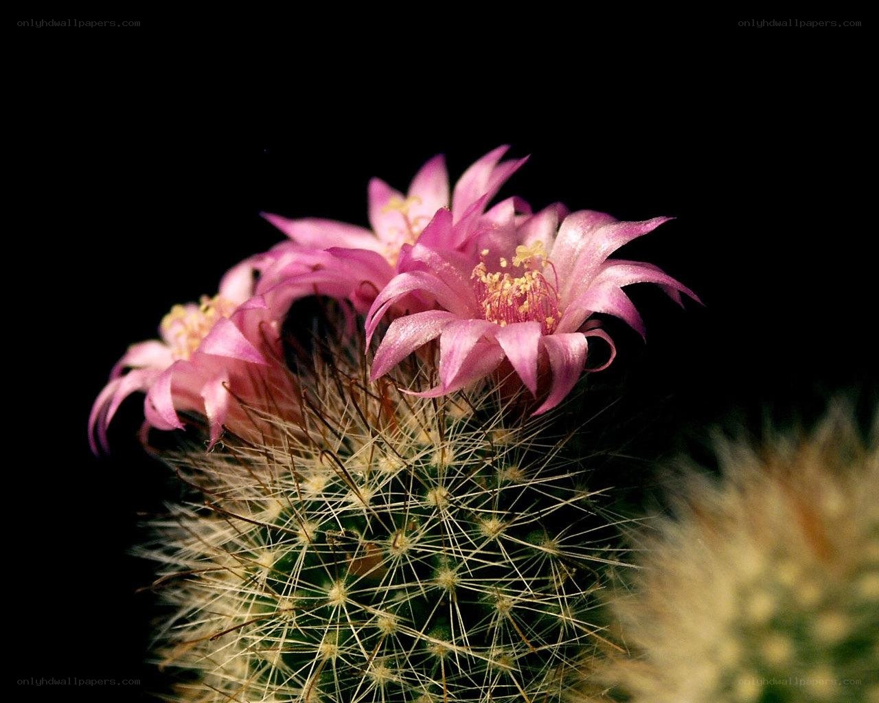 Pink cactus flowers blooming