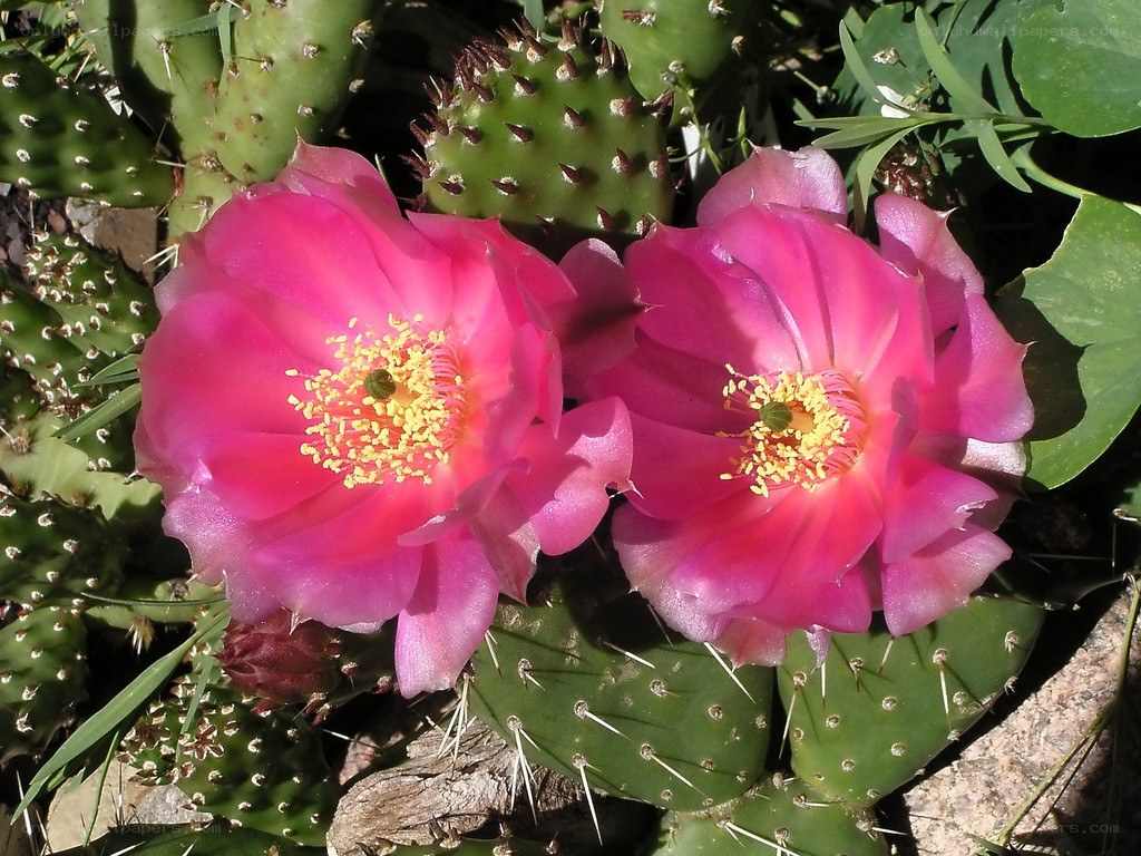 Pink cactus flowers blooming