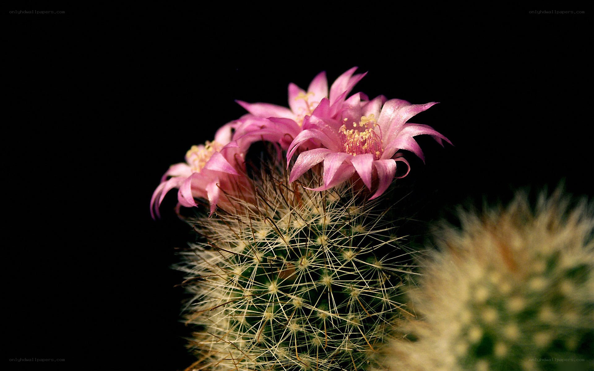 Pink cactus flowers blooming