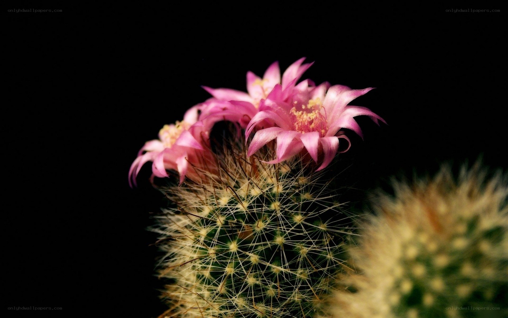 Pink cactus flowers blooming
