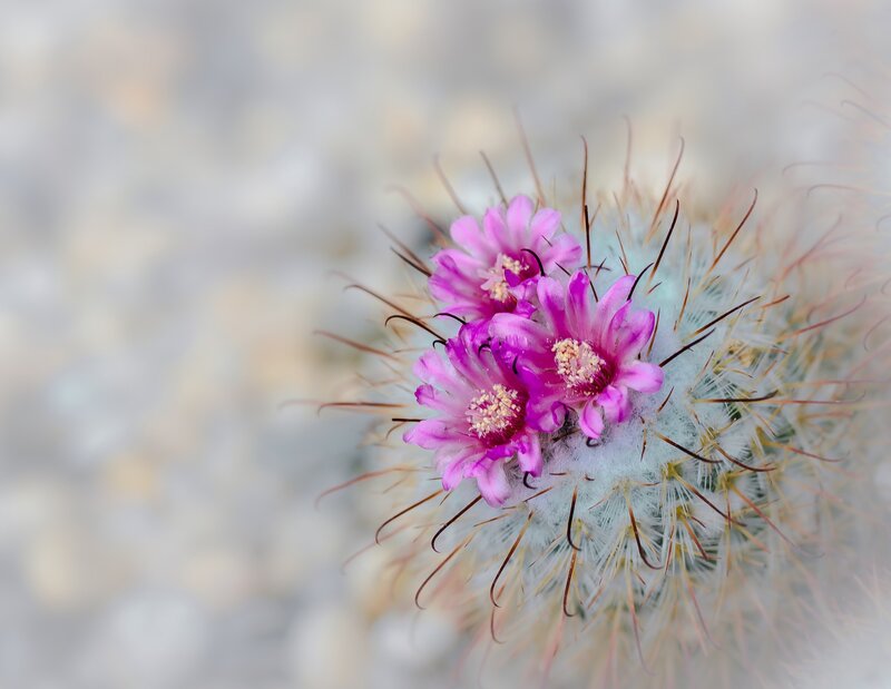 Pink Cactus Flowers — Calm, Photograph, Spines