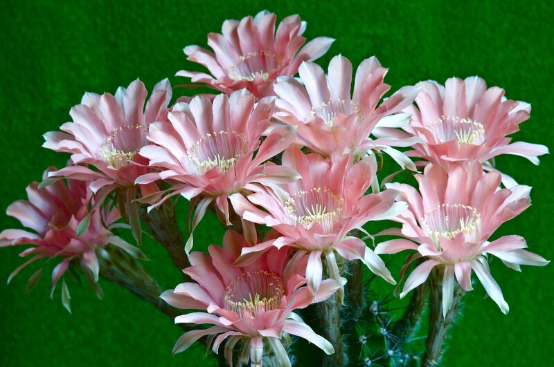 Pink Cactus Flowers — Calm, Photograph