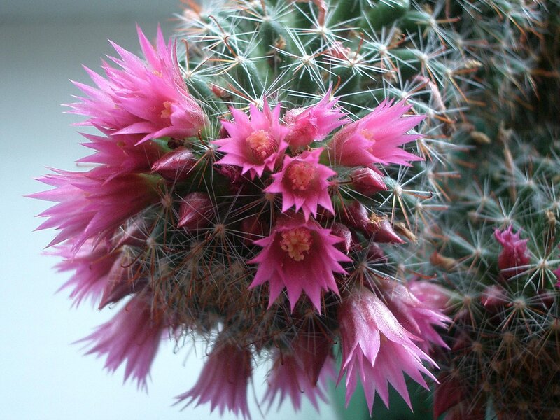 Pink Cactus Flowers — Calm